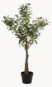 Rastlinná dekorácia v kvetináči Olive Tree