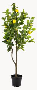 Rastlinná dekorácia v kvetináči Citrus Tree