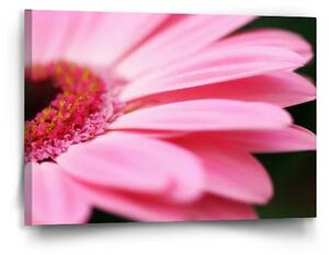 Sablio Obraz Ružová gerbera - 90x60 cm
