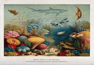 Obrazová reprodukcia A coral reef in the Red Sea, Ernst Haeckel