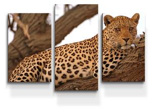 Sablio Obraz - 3-dílný Leopard 2 - 75x50 cm