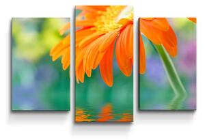 Sablio Obraz - 3-dílný Oranžová gerbera - 75x50 cm