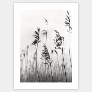 Plagát s čiernobielou fotografiou trávy