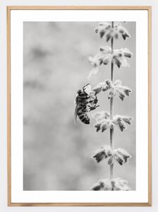 Plagát s fotografiou včely