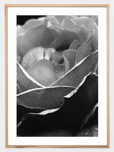 Plagát s fotografiou ruže