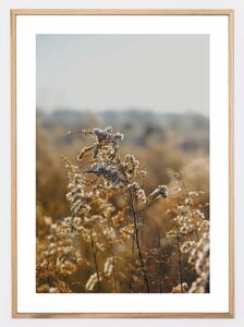 Plagát s fotografiou zlatistých lúčnych kvetov