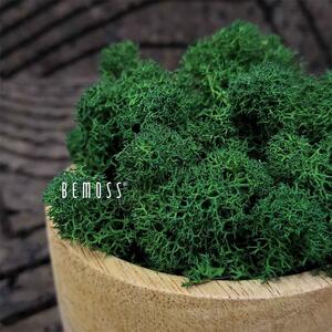 Stabilizovaný mach Lišajník FOREST GREEN - 1000g