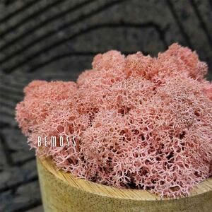 Stabilizovaný mach Lišajník PINK - 1000g