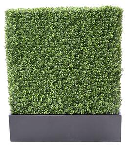 Zástena buxus 100cm x 60cm