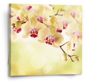 Sablio Obraz Orchidea 2 - 50x50 cm