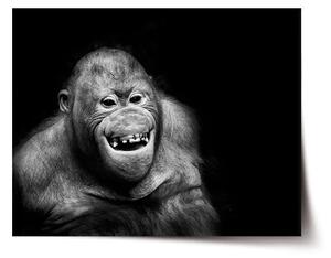 Sablio Plagát Orangután - 60x40 cm