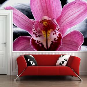 Sablio Tapeta Ružová orchidea - 125x75 cm