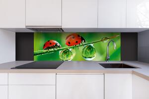 DIMEX | Dibond doska za kuchynskú linku | DBW-18060-015 Lienka | 180 x 60 cm