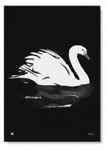Plagát Swan big 50x70 cm