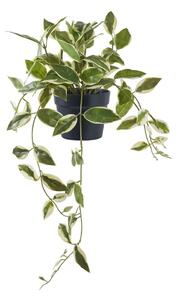 Umelá rastlina (výška 33 cm) Hoya Carnosa – House Nordic