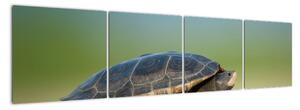 Obraz korytnačky - moderné obrazy (Obraz 160x40cm)