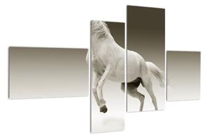Obrazy bieleho koňa (Obraz 110x70cm)