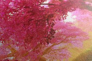 Obraz kúzelné rozkvitnuté stromy čerešne