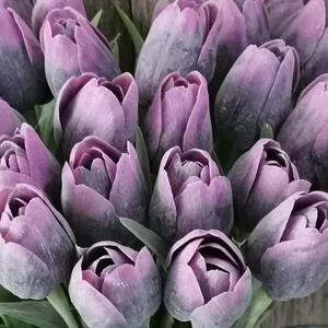 Tulipán umelý fialovo ružový jemne bielený 43cm cena za 1ks