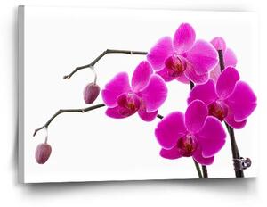 Sablio Obraz Fialové orchidey - 60x40 cm