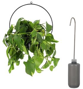 Kanva na polievanie Mini, 0,5 l, sivá
