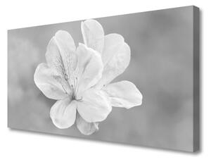 Obraz na plátne Kvety rastlina 100x50 cm