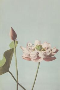 Vliesová fotoapeta, kvet lekna 158890, 186 x 279 cm, Blush, Esta Home