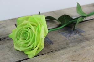 Zelená rozkvitnutá ruža 60 cm