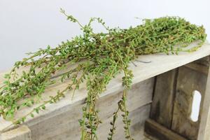 Zelený umelý trs rastliny senecio 70cm