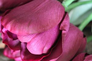 Fialový umelý tulipán s listami 67cm 1ks