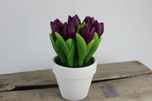 Fialová sviečka tulipánov v bielom črepníku