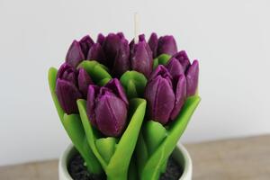 Fialová sviečka tulipánov v bielom črepníku
