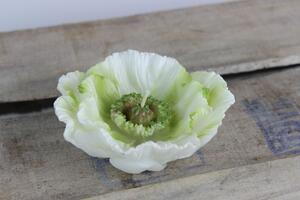Bielo zelená sviečka kvetu vlčieho maku