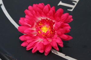 Cyklámenové umelé kvety gerbery 12ks 10cm
