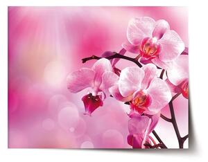 Sablio Plagát Kvety orchidey - 60x40 cm