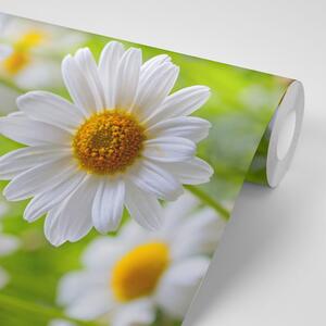 Samolepiaca fototapeta jarná lúka plná kvetov - 150x100
