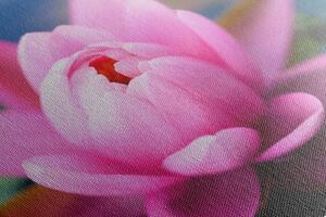 Obraz nádherný ružový kvet na jazere