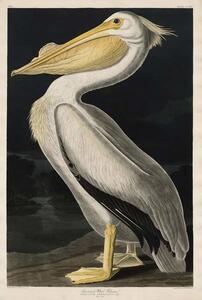John James (after) Audubon - Umelecká tlač American White Pelican, 1836, (26.7 x 40 cm)