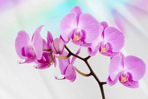 Vliesové fototapety, rozmer 312 x 219 cm, orchidea, IMPOL TRADE 116VE