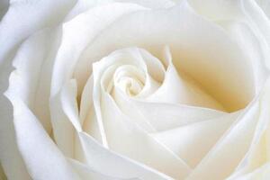 Fototapety, rozmer 368 x 254 cm, biela ruže, IMPOL TRADE 8-001