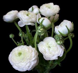 Vliesové fototapety 11856 V4, rozmer 254 cm x 184 cm, biele kvety na čiernom pozadí IMPOL TRADE