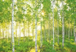 Vliesové fototapety, rozmer 368 cm x 248 cm, les brezy, Komar XXL4-519