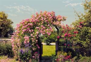 Fototapety, rozmer 368 x 254 cm, Rose Garden, KOMAR 8-936