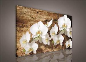 Obraz na plátne, rozmer 75 x 100 cm, biela orchidea na dreve, IMPOL TRADE PP414O1