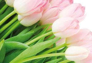 Fototapety, rozmer 368 x 254 cm, ruzové tulipány, IMPOL TRADE 8-018