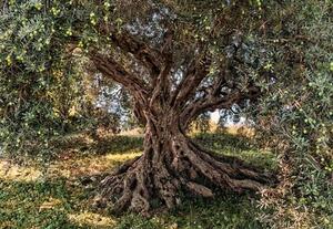 Fototapety, rozmer 368 x 254 cm, olivový strom, KOMAR 8-531
