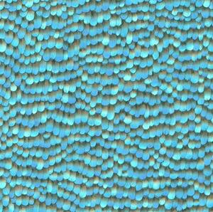 Vliesové tapety na stenu IMPOL Paradisio 2 10129-08, pierka modrá, rozmer 10,05 m x 0,53 m, Erismann