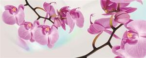 Vliesové fototapety, rozmer 250 x 100 cm, orchidea, IMPOL TRADE 116VE