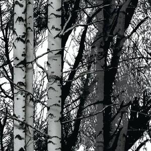 Samolepiace fólie brezy, metráž, šírka 45cm, návin 15m, d-c-fix 200-3197, samolepiace tapety