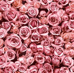 Vliesové tapety na stenu IMPOL Escapade L77003, ruže ružové, rozmer 10,05 m x 0,53 m, Ugépa
